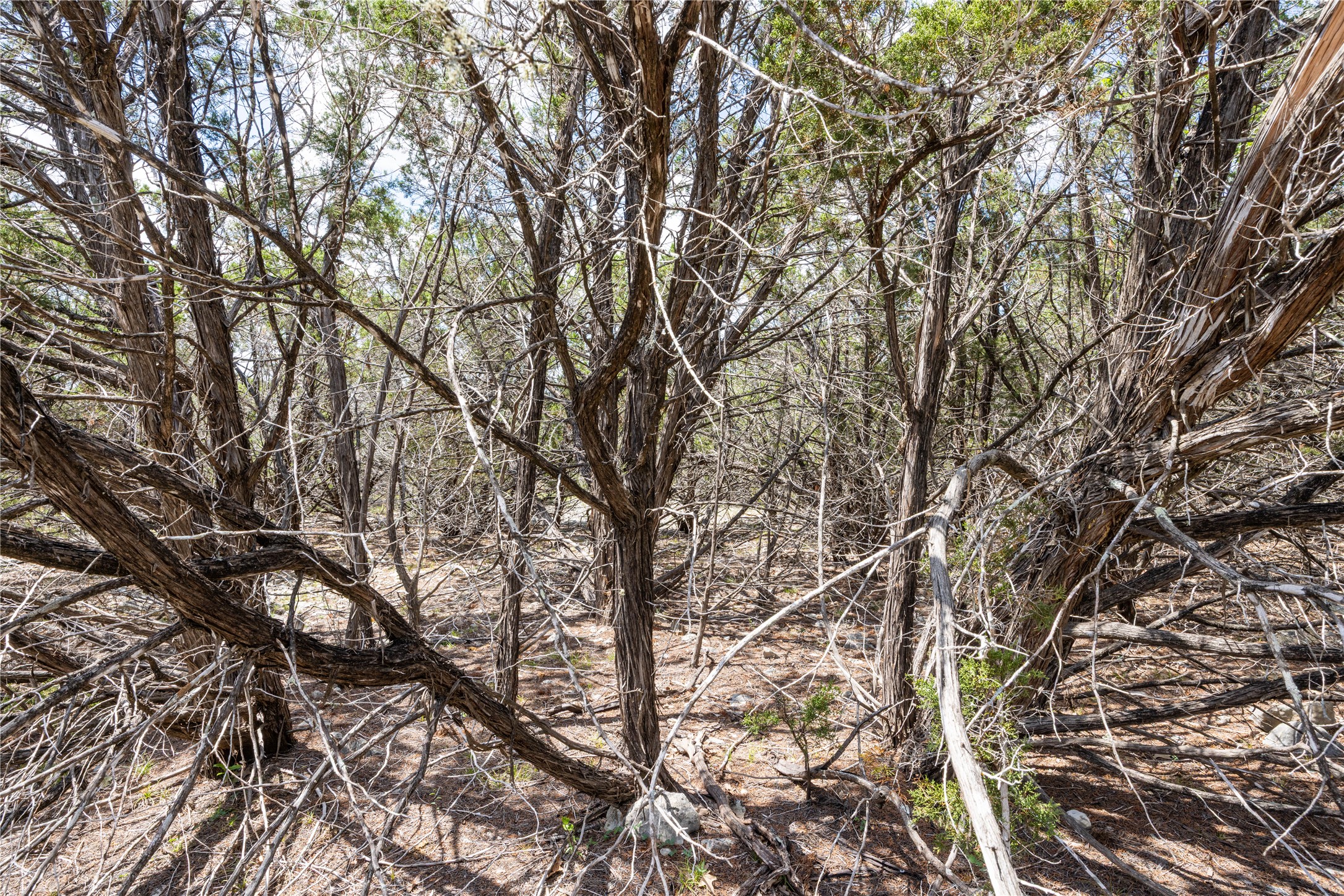 27 Sitting Bull Road Wimberley, TX 78676 - Photo 2 of 2 a picture of tree