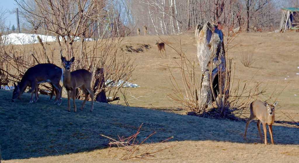 Lot 25 Oxbow Road Oxbow, ME 04764 - Photo 71 of 73 deer-oxbow-me