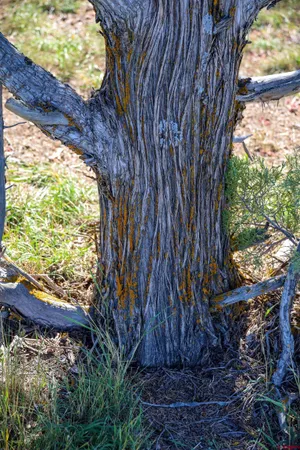 a view of a dry yard