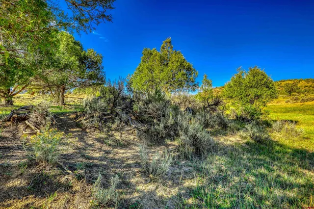 a view of a bunch of trees in a yard