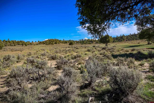 a view of a field with a tree in the background