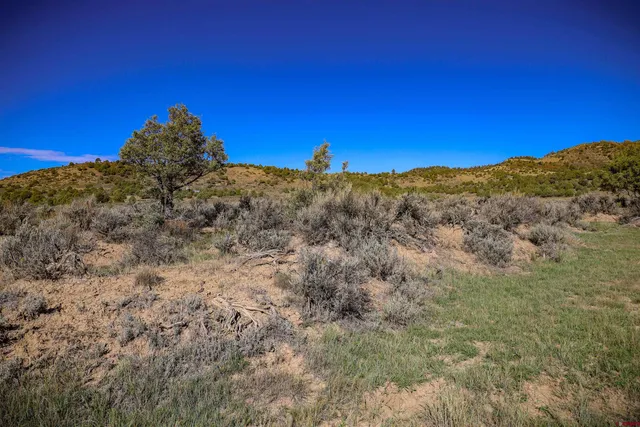a view of a dry yard