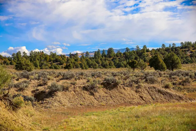 a view of a bunch of trees in a field