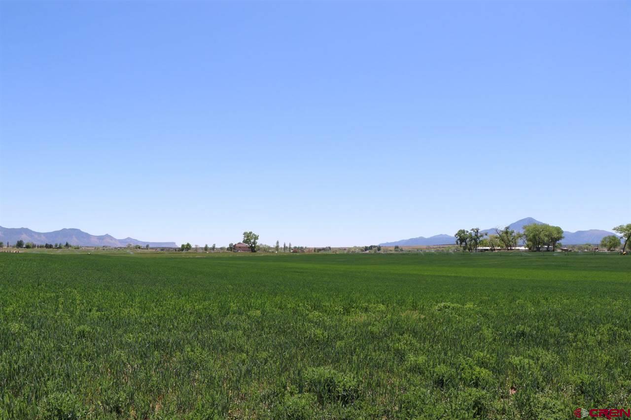 23720 County Rd M Cortez, CO 81321 - Photo 12 of 34 a view of a grassy field with trees