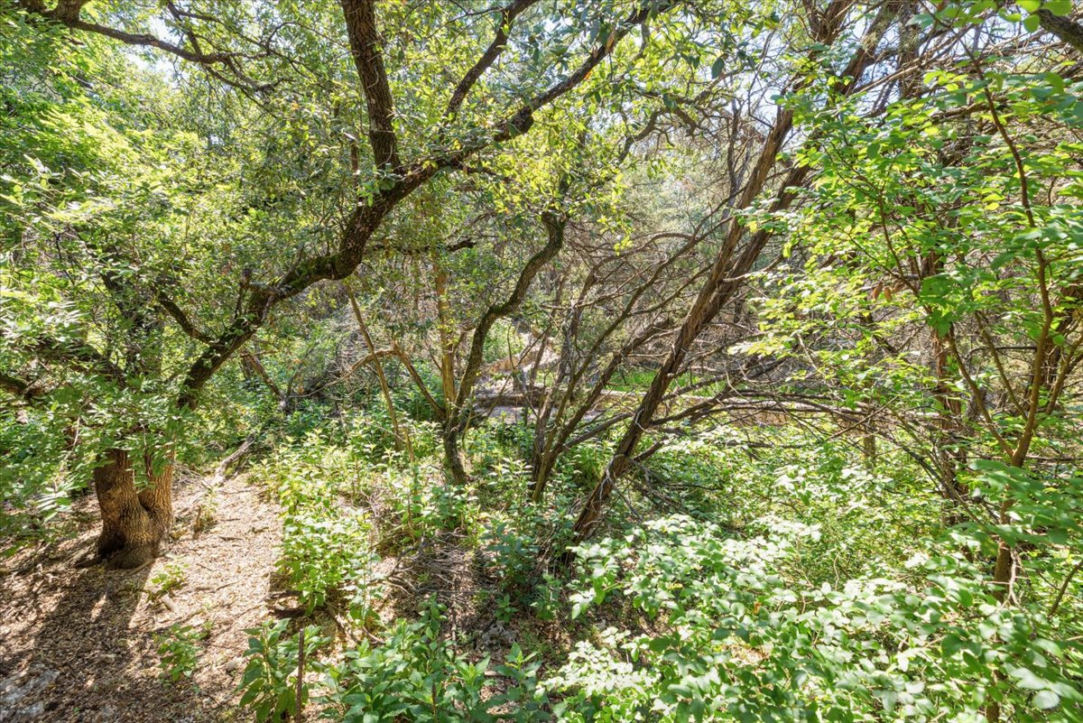 4711 Spicewood Springs Road, Unit 4222 Austin, TX 78759 - Photo 27 of 35 A tranquil, tree-filled landscape offers a private and natural setting.