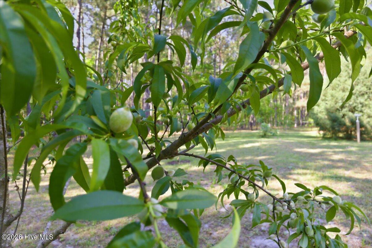 159 Big Macedonia Road Northwest Supply, NC 28462 - Photo 125 of 148 Peach