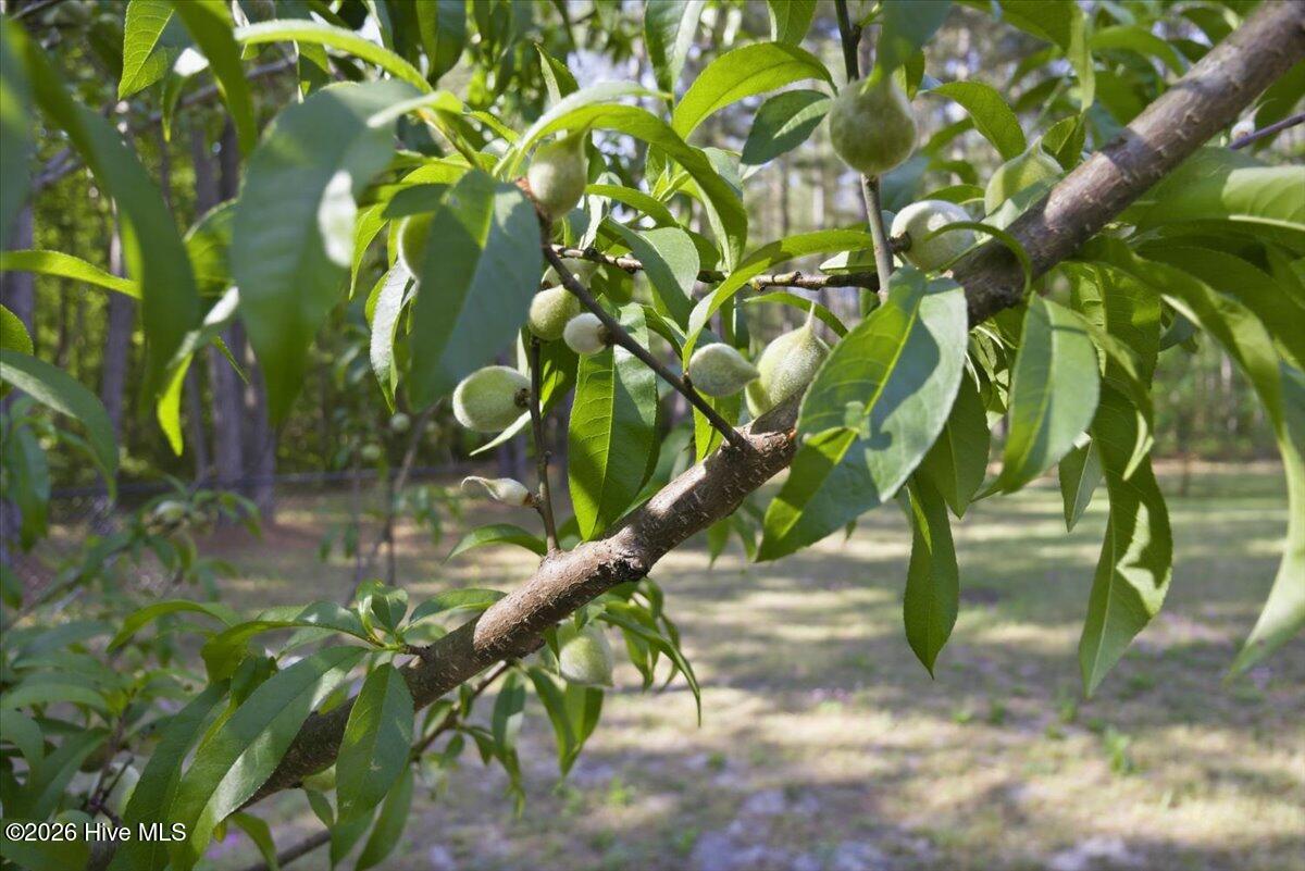 159 Big Macedonia Road Northwest Supply, NC 28462 - Photo 126 of 148 Peaches!