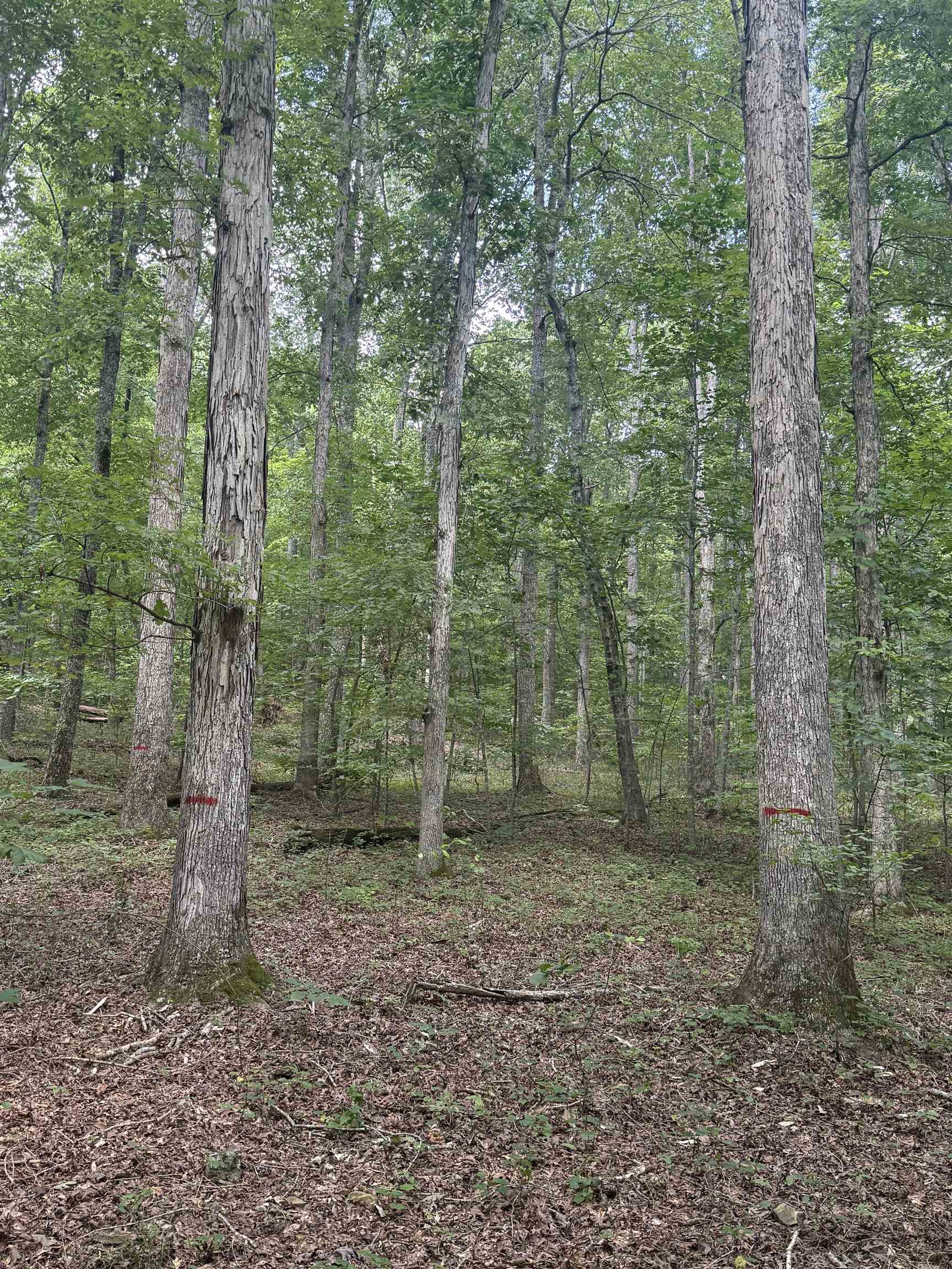 0 Herndon Cemetery Road Big Sandy, TN 38221 - Photo 13 of 17 a view of a forest that has large trees