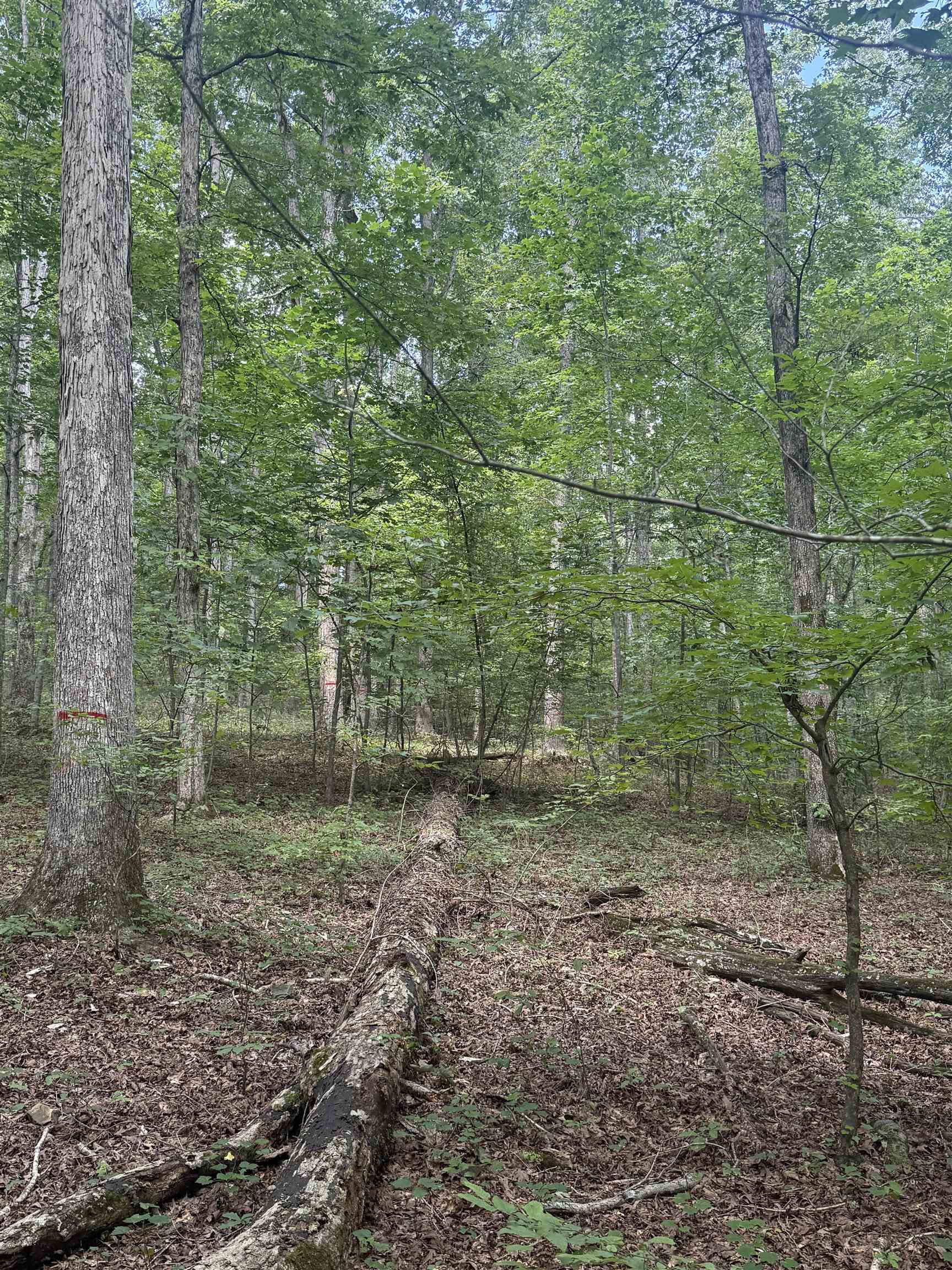 0 Herndon Cemetery Road Big Sandy, TN 38221 - Photo 14 of 17 a view of a forest with trees in the background
