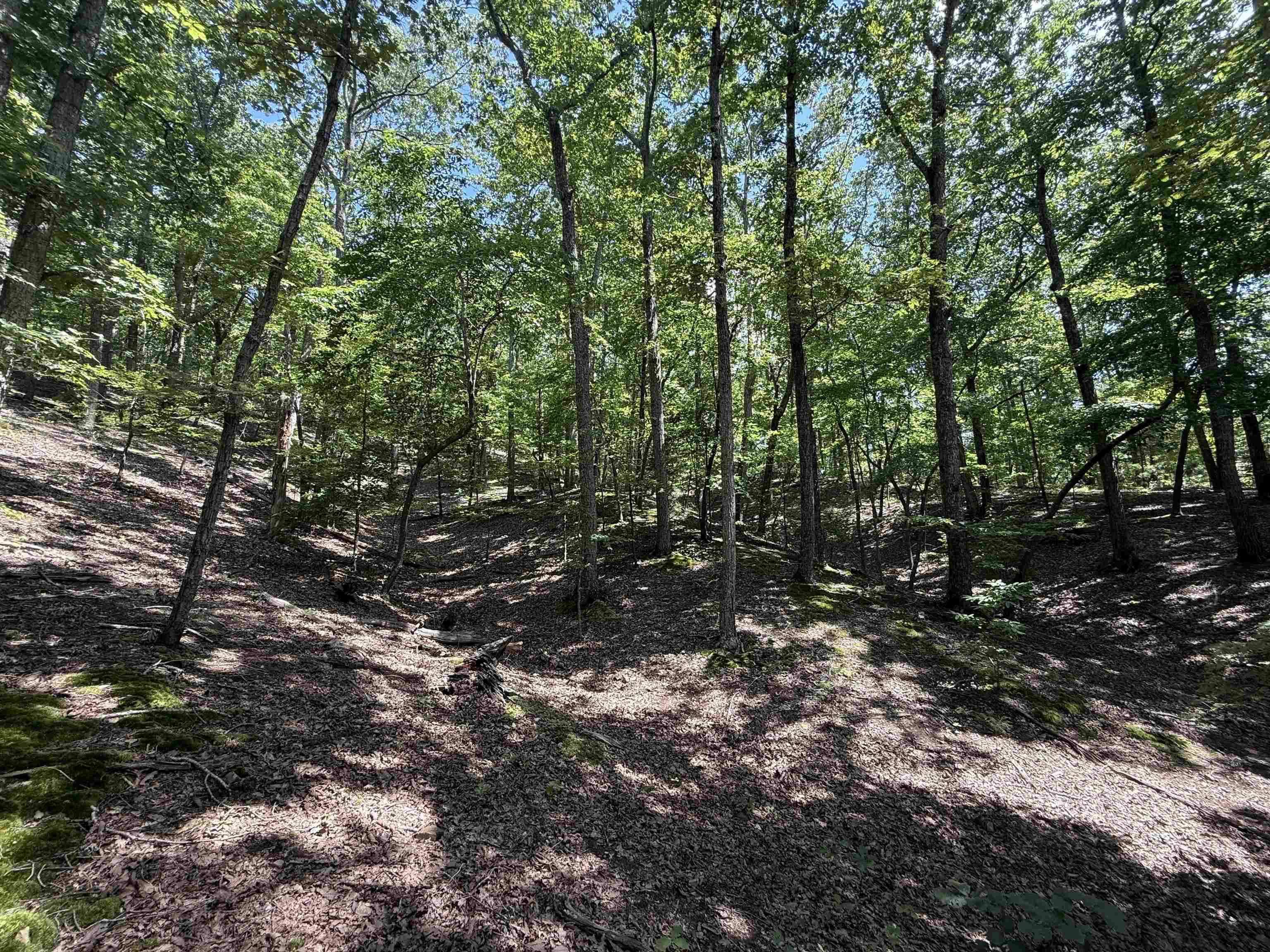 0 Herndon Cemetery Road Big Sandy, TN 38221 - Photo 15 of 17 a view of a forest