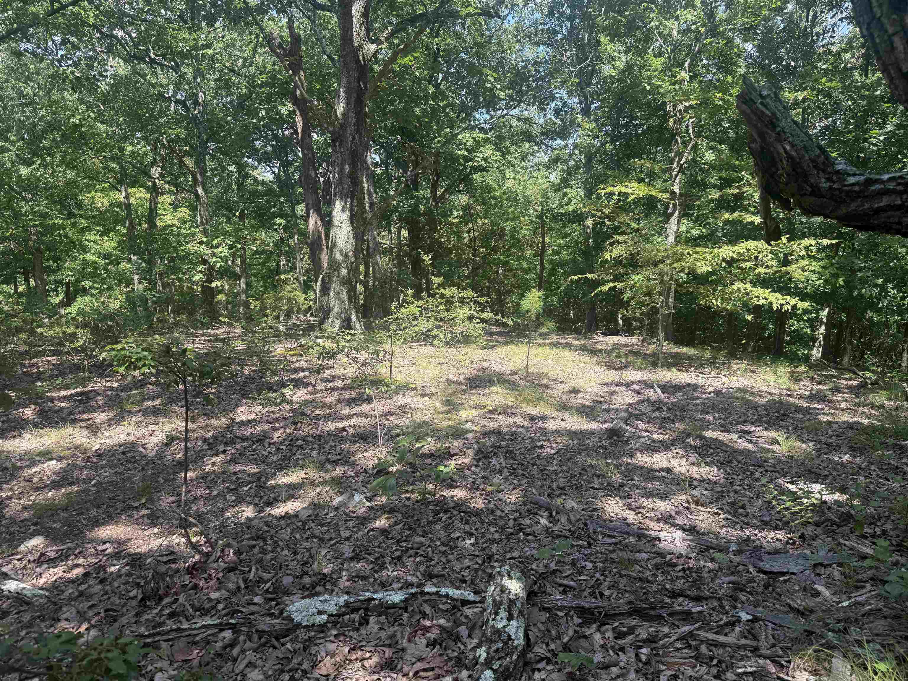 0 Herndon Cemetery Road Big Sandy, TN 38221 - Photo 17 of 17 a view of a forest with trees