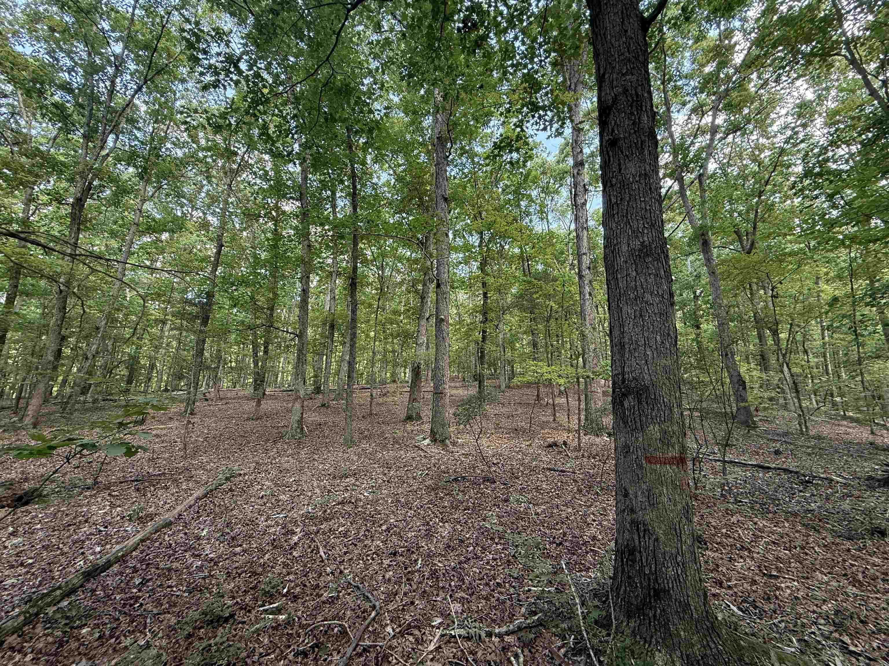 0 Herndon Cemetery Road Big Sandy, TN 38221 - Photo 3 of 17 a view of a forest with trees