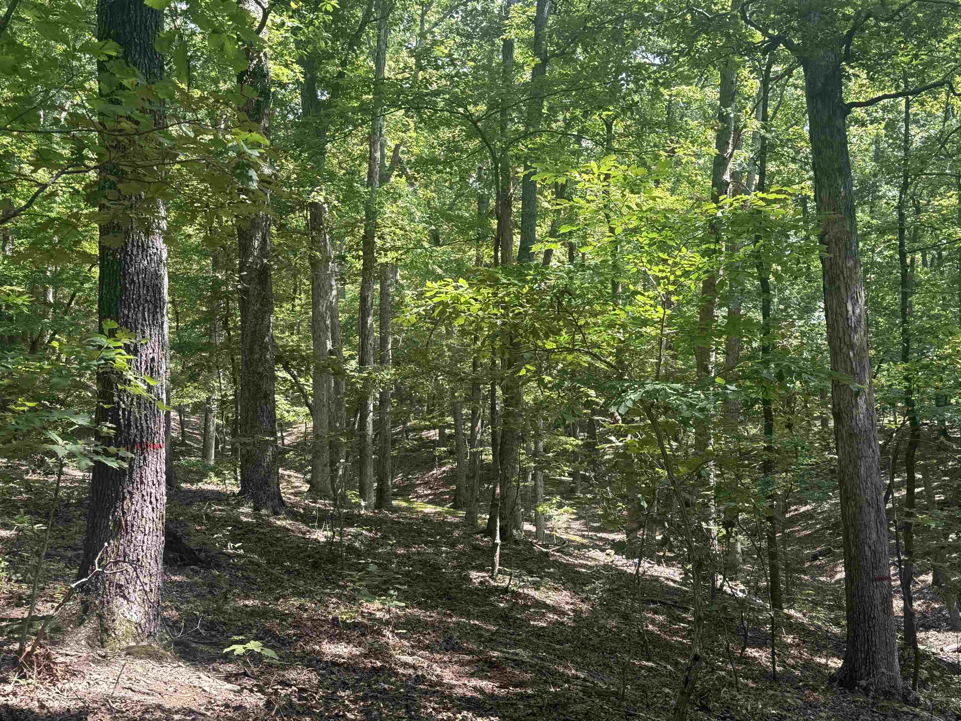 0 Herndon Cemetery Road Big Sandy, TN 38221 - Photo 4 of 17 a view of a forest with trees in the background