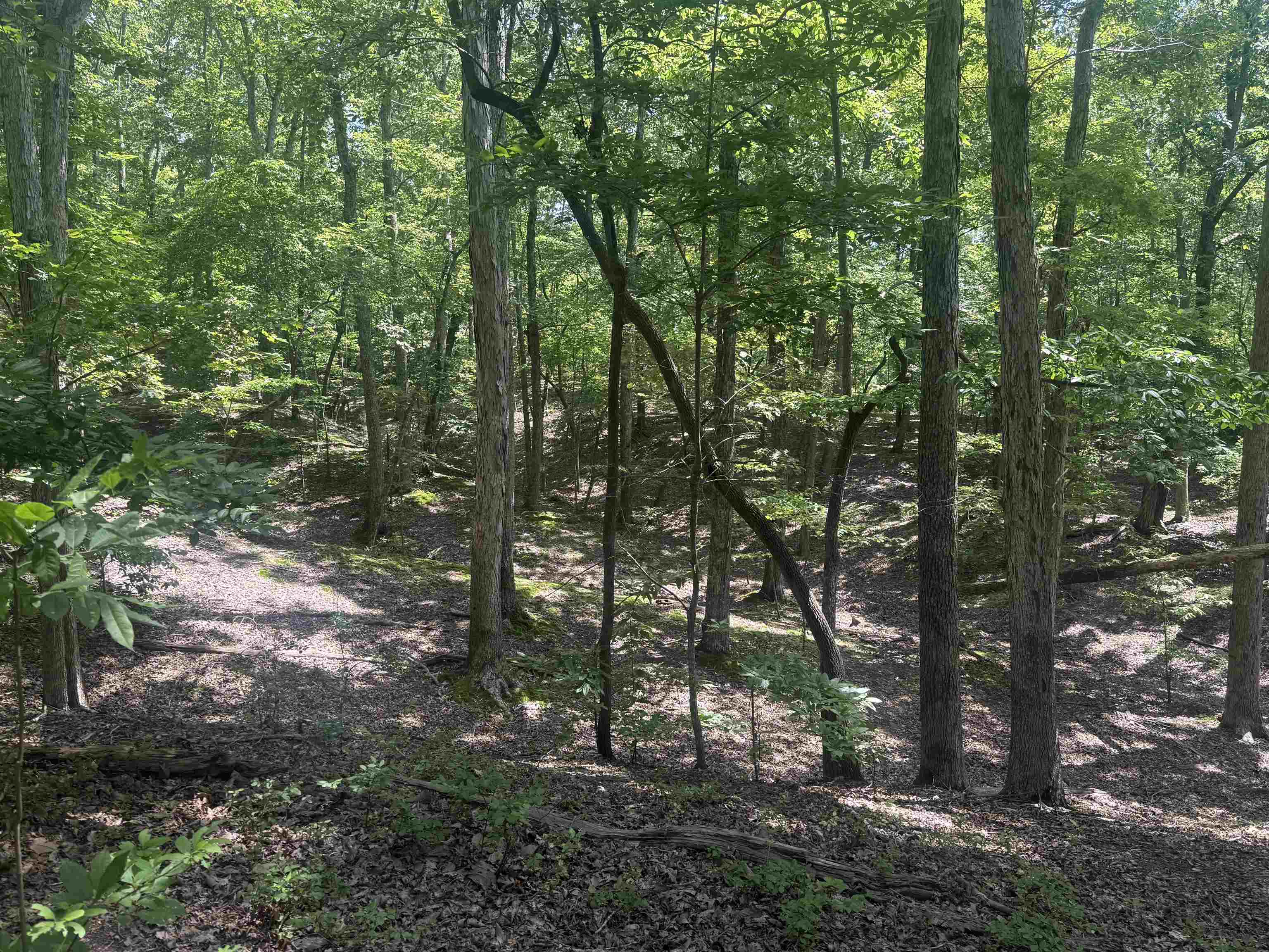 0 Herndon Cemetery Road Big Sandy, TN 38221 - Photo 5 of 17 a view of forest