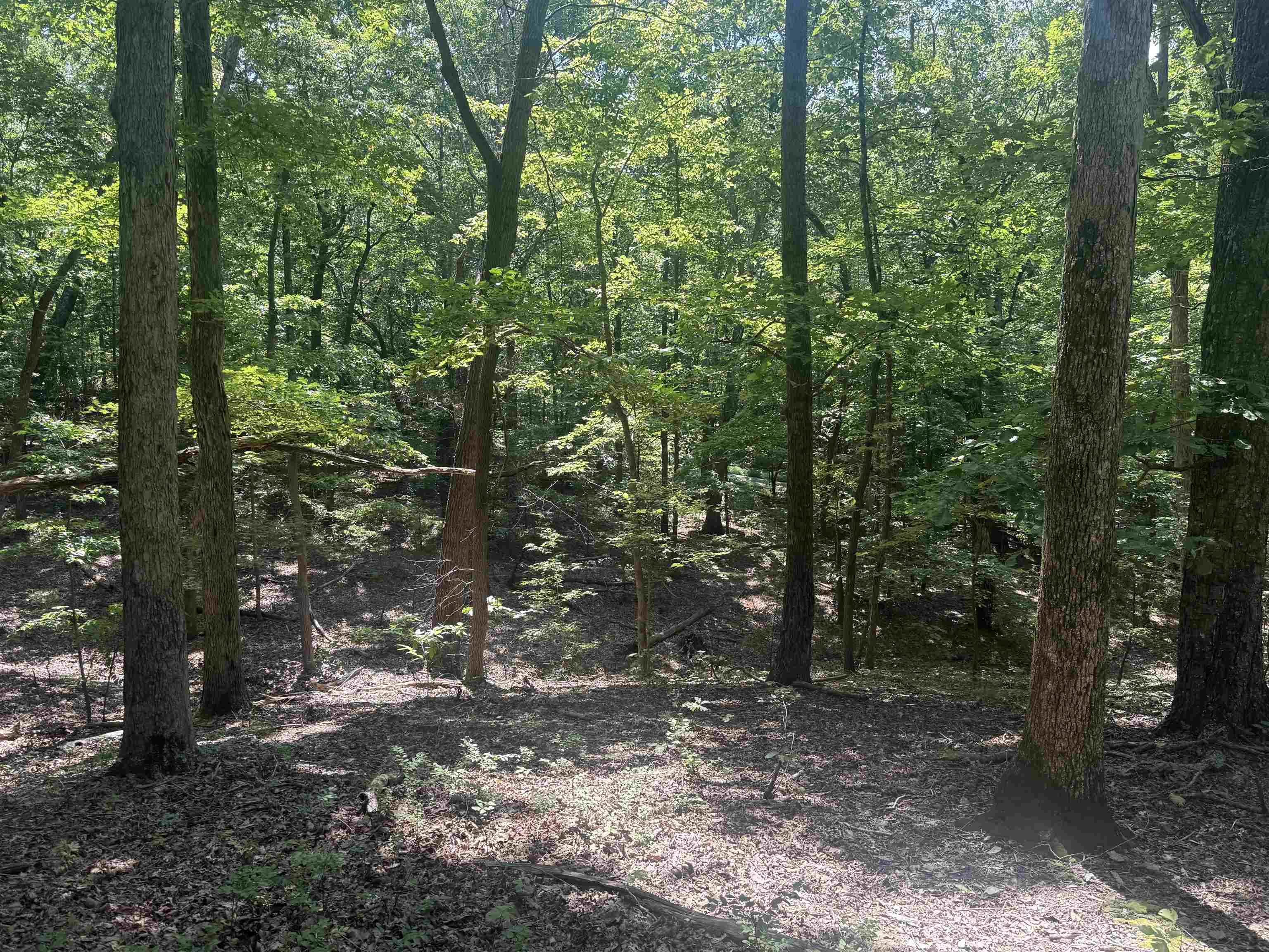 0 Herndon Cemetery Road Big Sandy, TN 38221 - Photo 6 of 17 a view of a forest