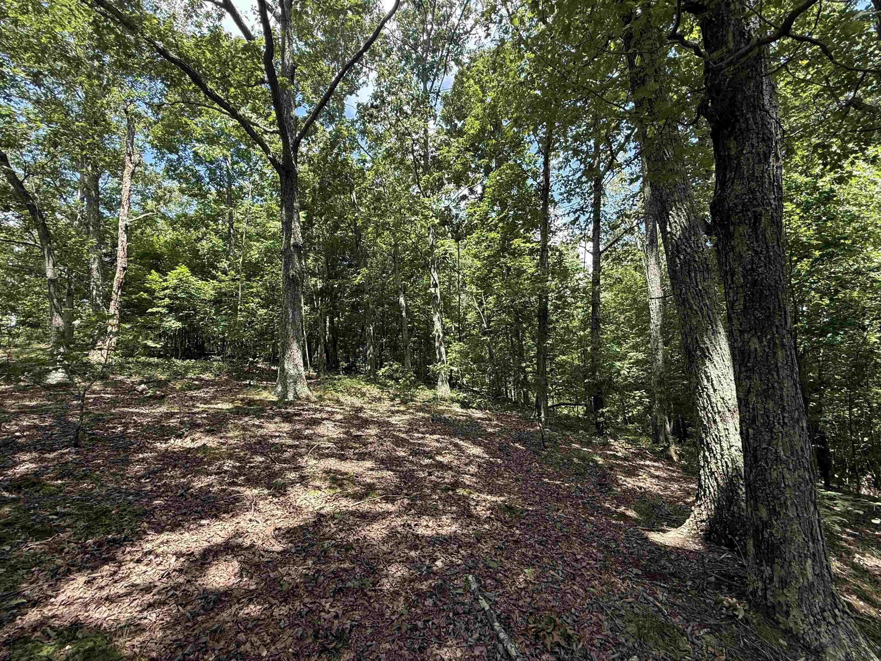 0 Herndon Cemetery Road Big Sandy, TN 38221 - Photo 8 of 17 a view of a forest with trees in the background
