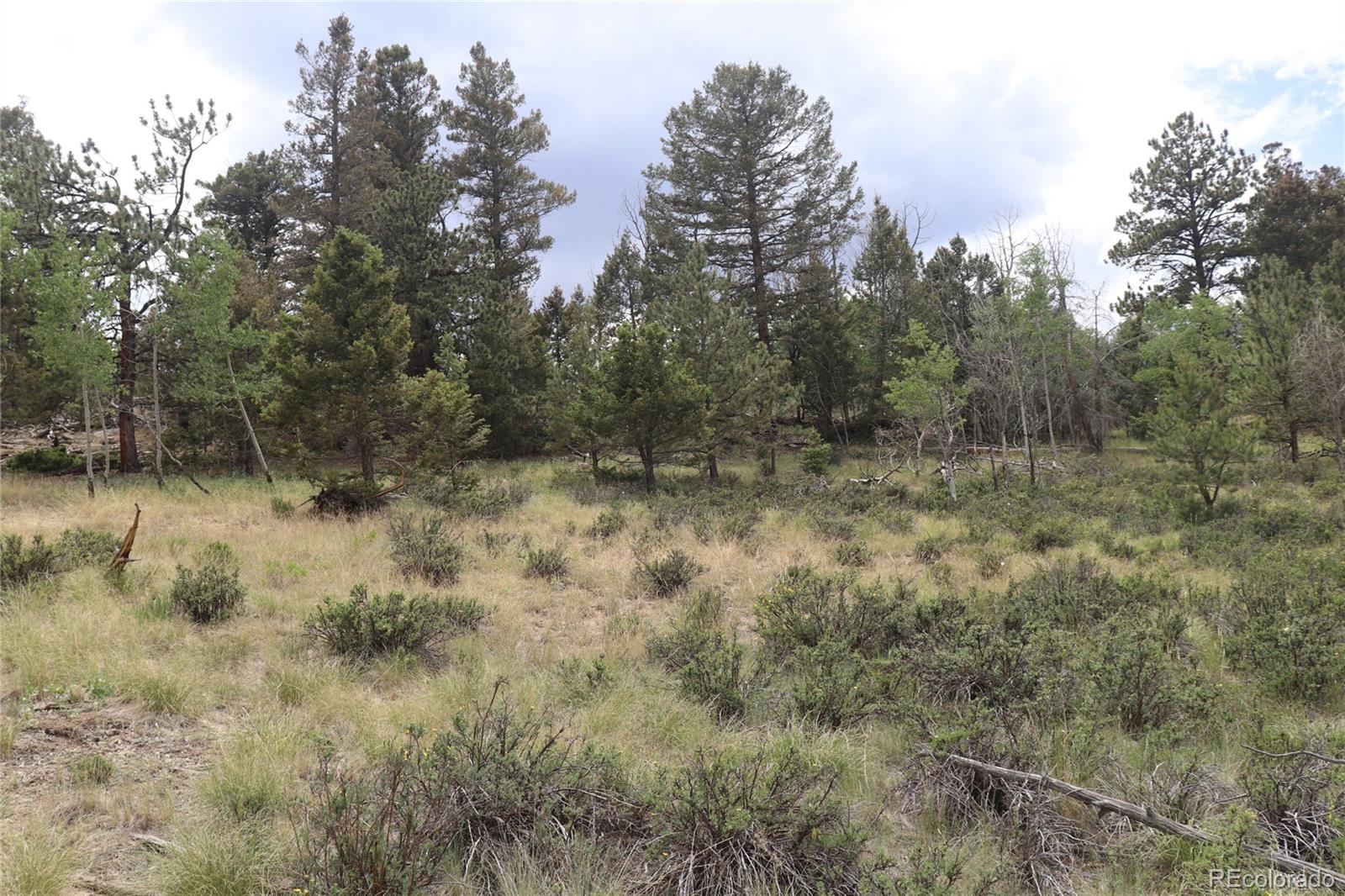 1931 Bellows Road Hartsel, CO 80449 - Photo 11 of 15 a view of a field with trees in the background