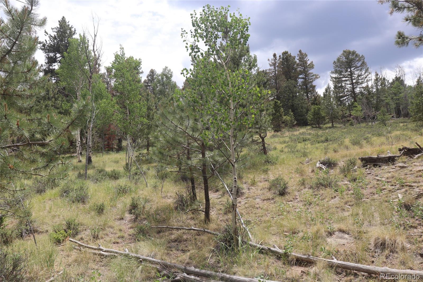 1931 Bellows Road Hartsel, CO 80449 - Photo 12 of 15 a view of a yard