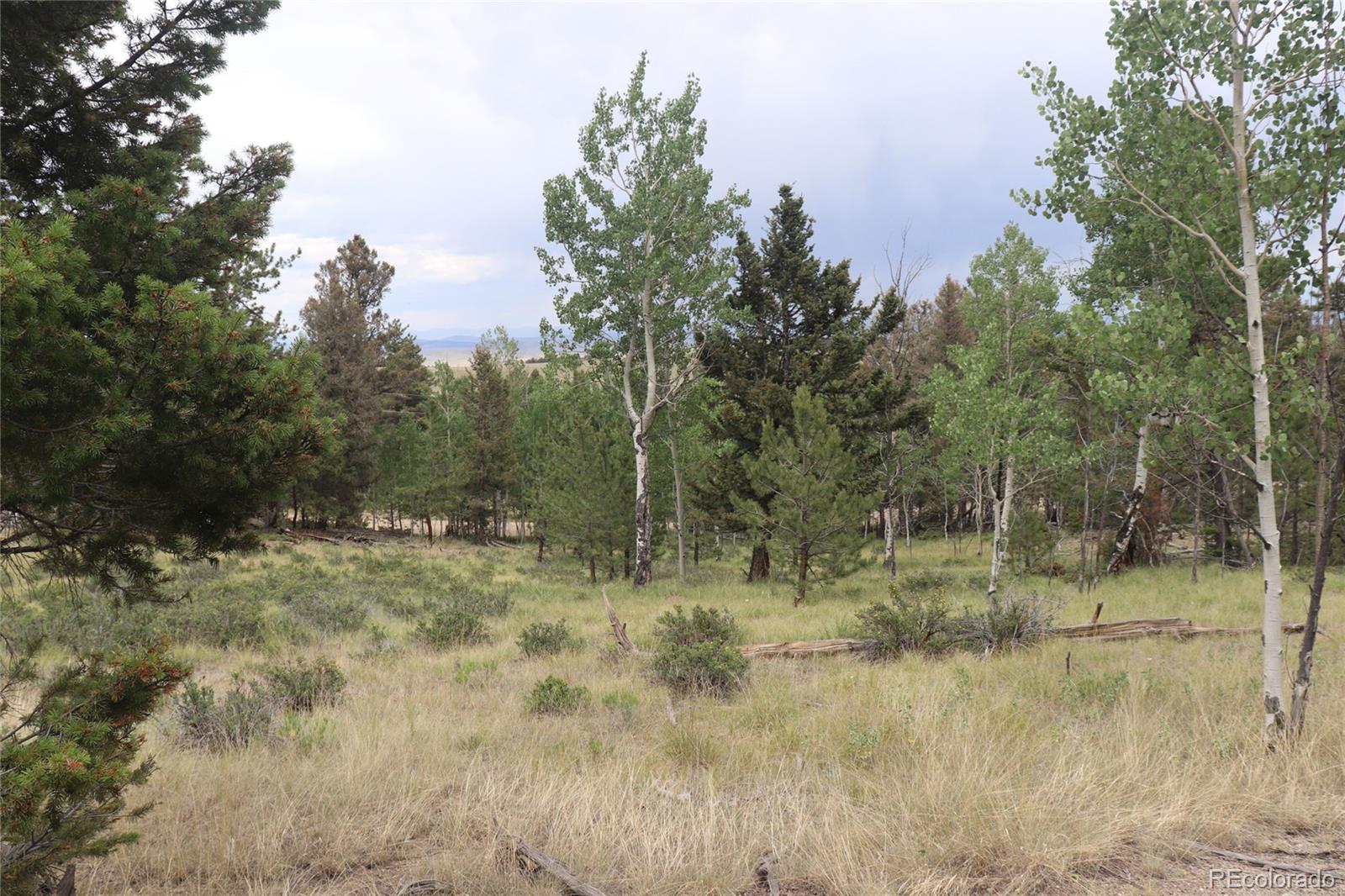 1931 Bellows Road Hartsel, CO 80449 - Photo 14 of 15 a view of a yard with trees