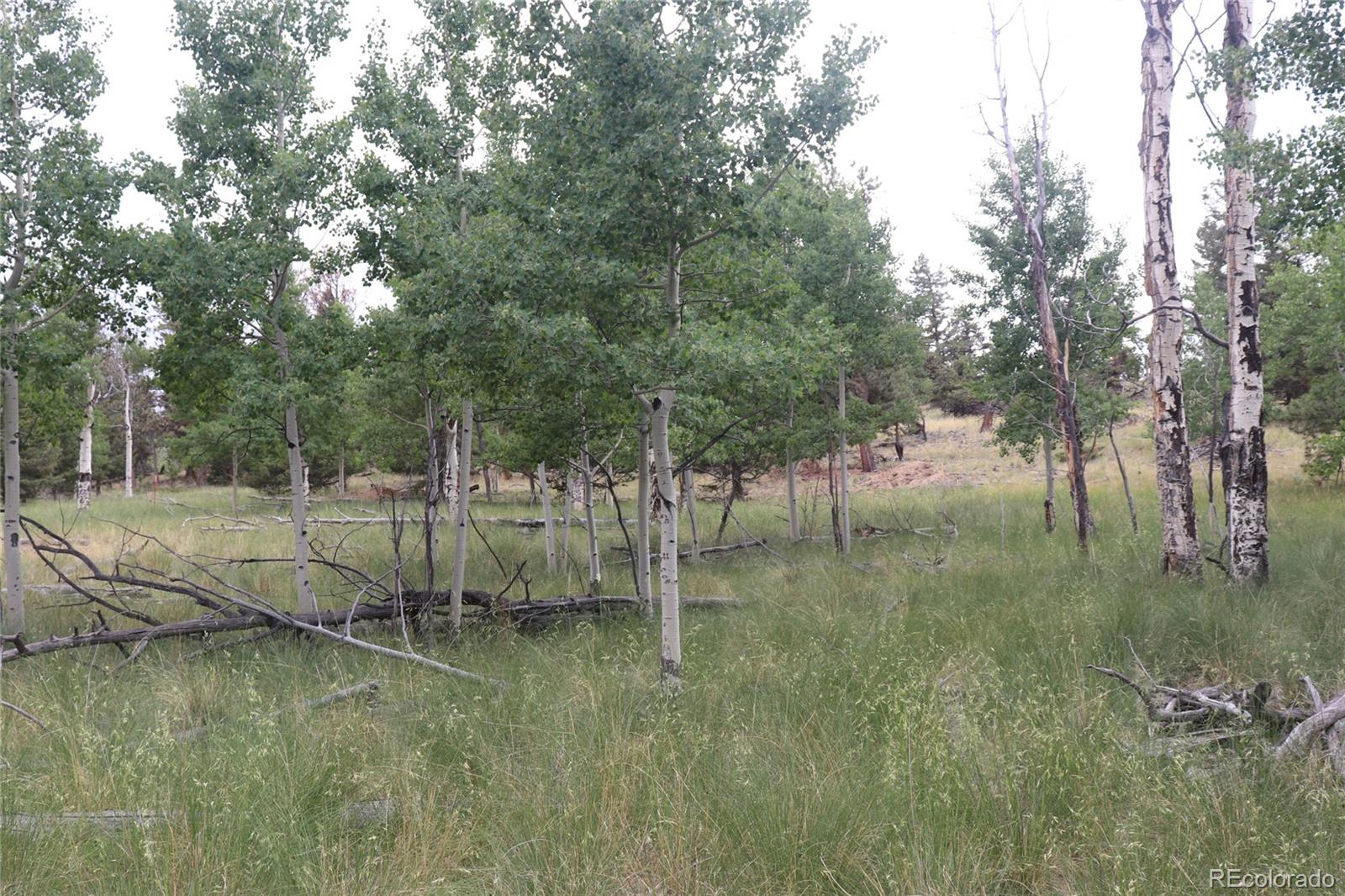 1931 Bellows Road Hartsel, CO 80449 - Photo 2 of 15 a view of a lush green forest