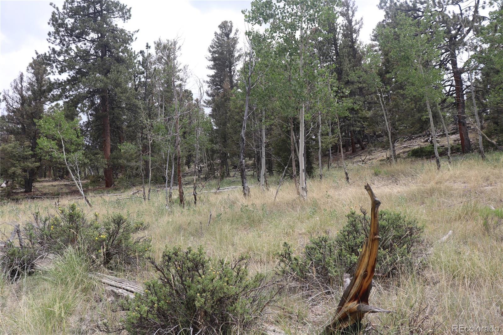 1931 Bellows Road Hartsel, CO 80449 - Photo 3 of 15 a view of outdoor space and trees