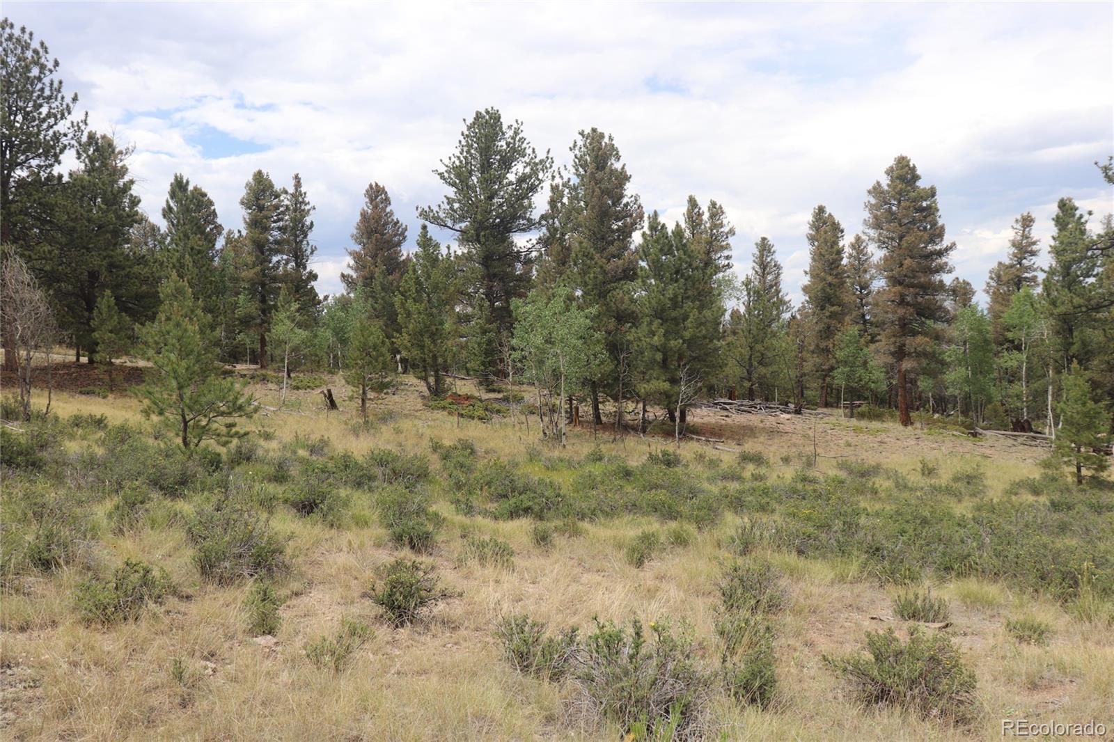 1931 Bellows Road Hartsel, CO 80449 - Photo 5 of 15 a view of a forest with trees in the background
