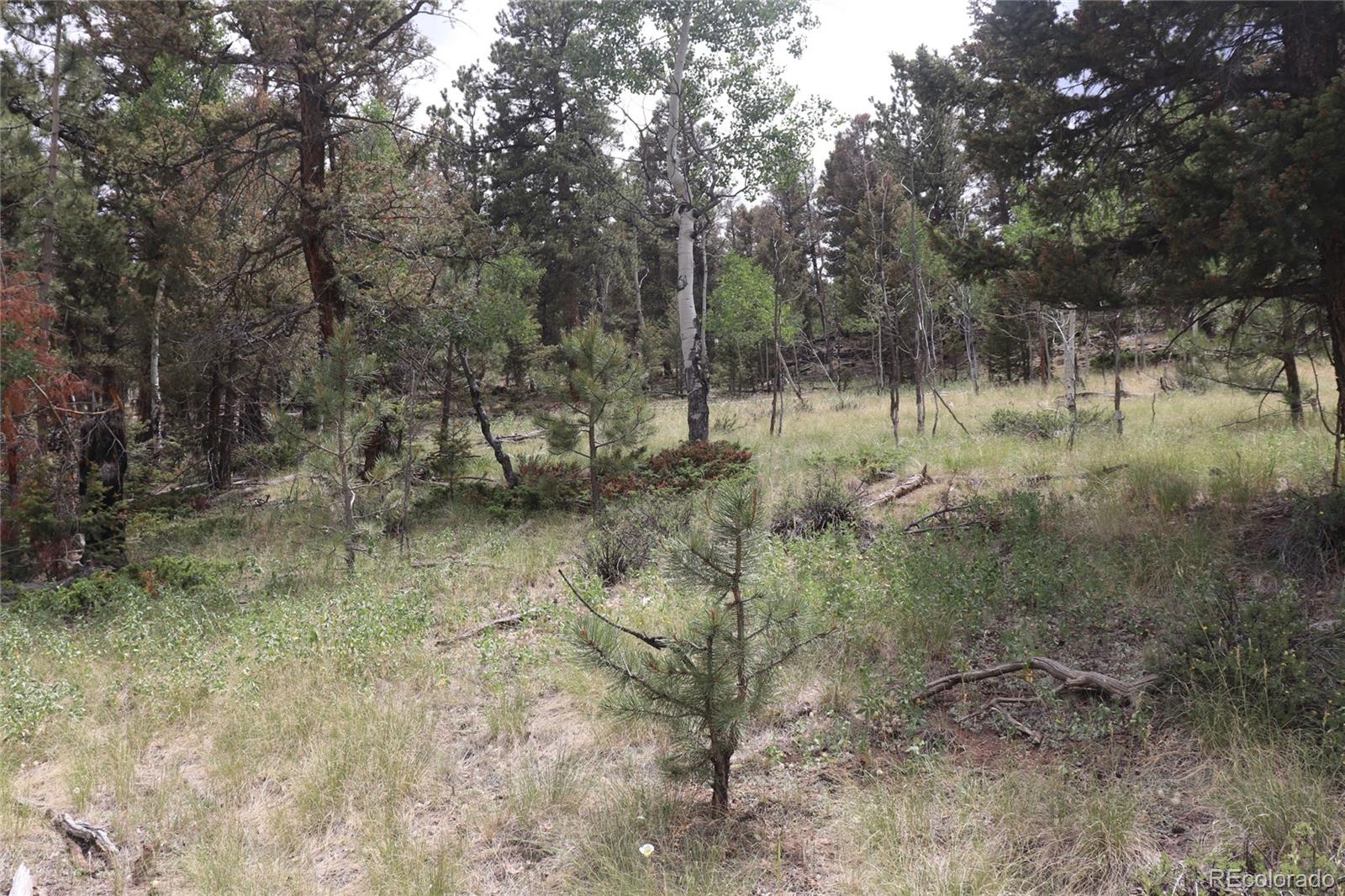 1931 Bellows Road Hartsel, CO 80449 - Photo 7 of 15 a view of forest
