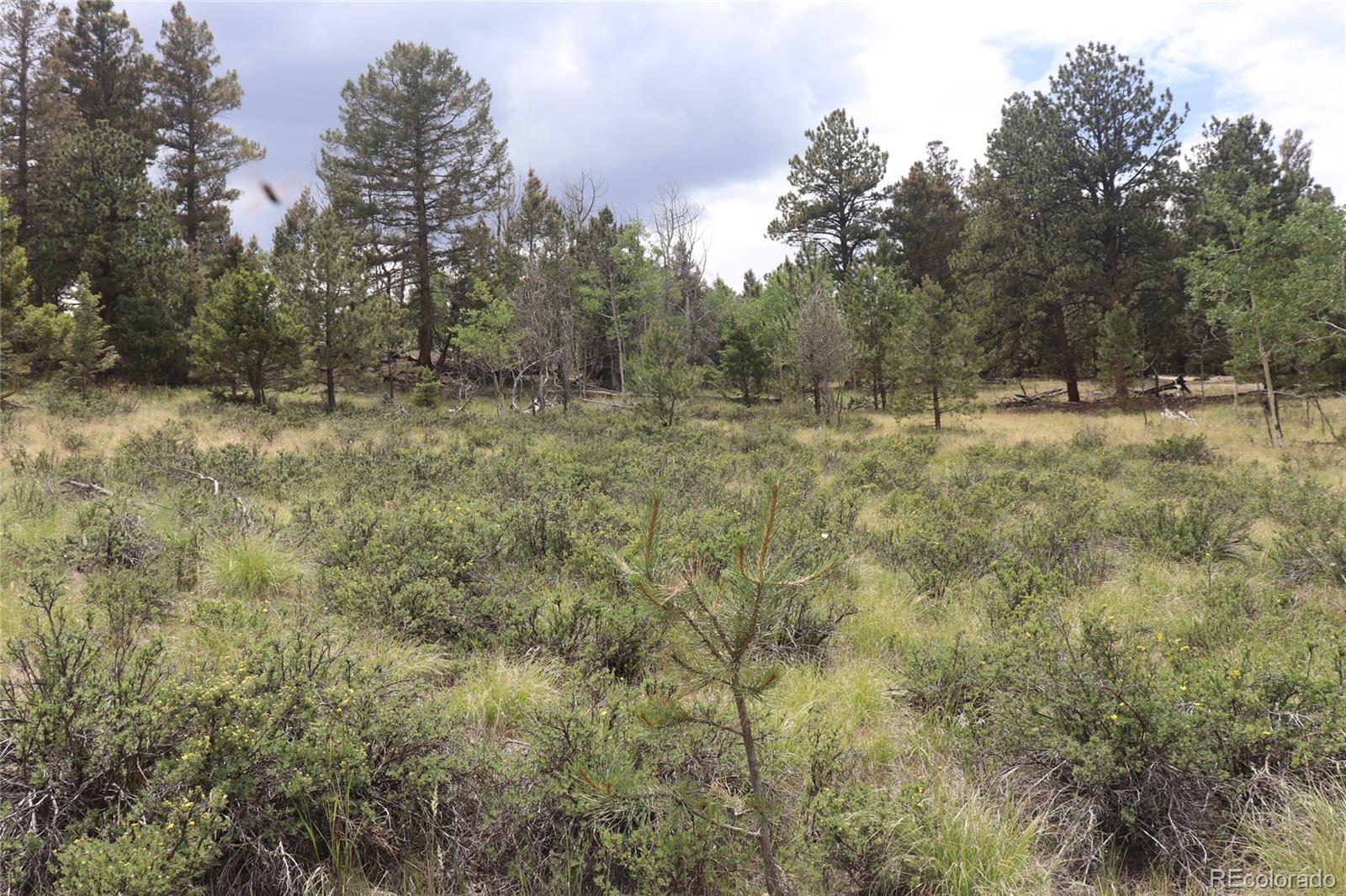 1931 Bellows Road Hartsel, CO 80449 - Photo 8 of 15 a view of a yard with a tree