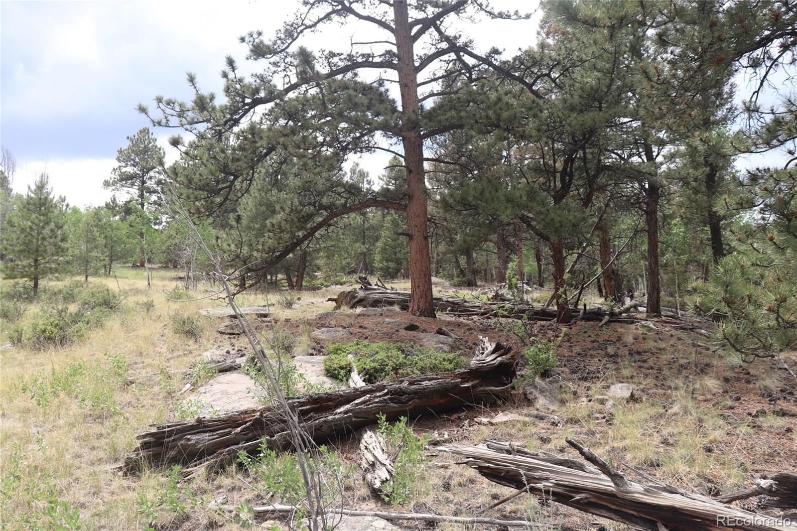 1931 Bellows Road Hartsel, CO 80449 - Photo 9 of 15 a view of a forest filled with trees