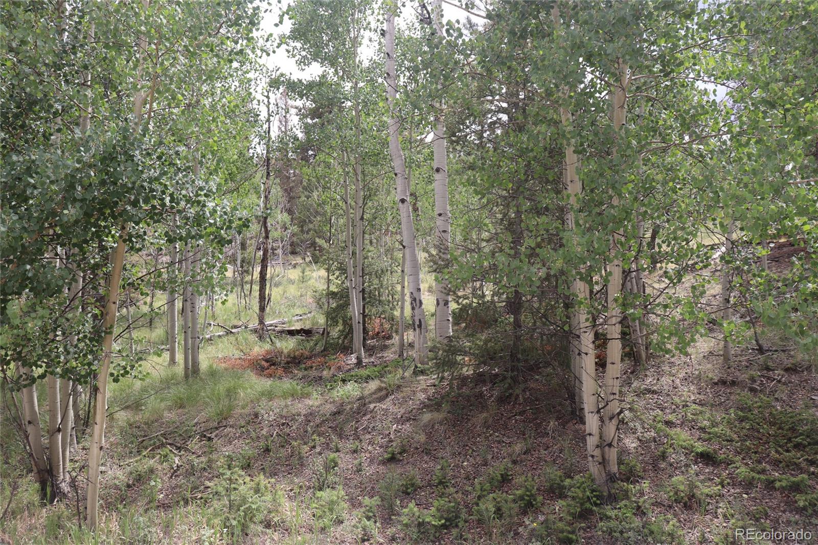 1931 Bellows Road Hartsel, CO 80449 - Photo 10 of 15 a view of a forest with trees in the background