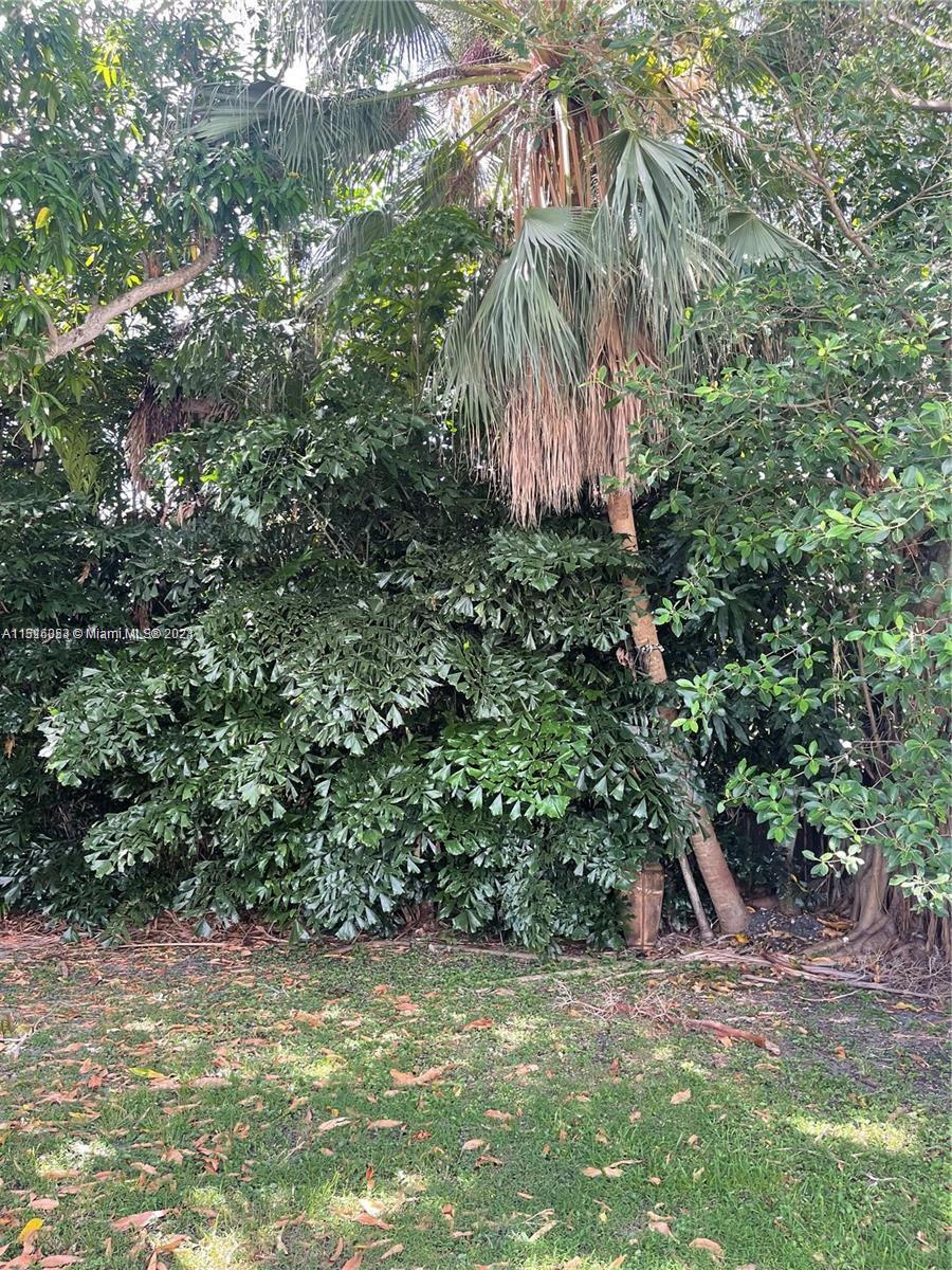 Keystone Point North Miami, FL 33181 - Photo 13 of 14 a view of a yard with plants and large trees