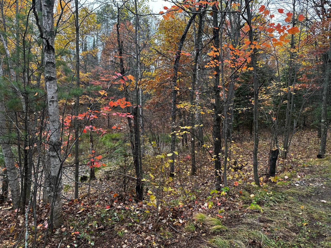 On East Rapids Road Lake Tomahawk, WI 54539 - Photo 11 of 33 Gallery Image 11