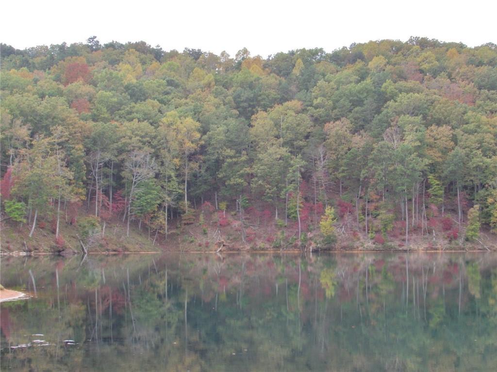 a view of a forest with a lake