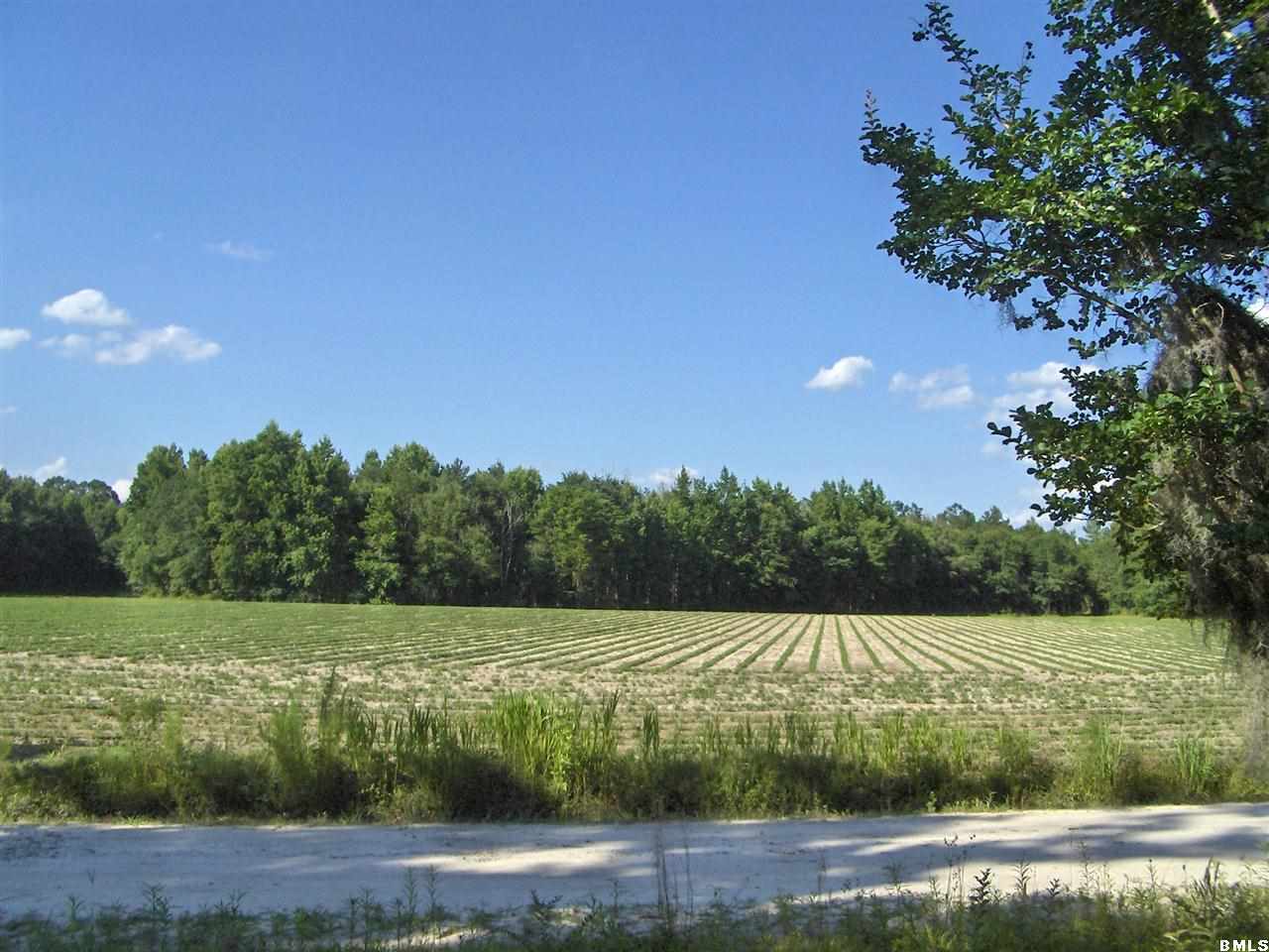 150 Bert Terry Road Brunson, SC 29911 - Photo 3 of 25 Additional Photo