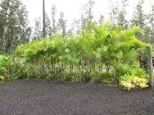 14-3378 Ginger Road Pahoa, HI 96778 - Photo 4 of 21 Gallery Image 4