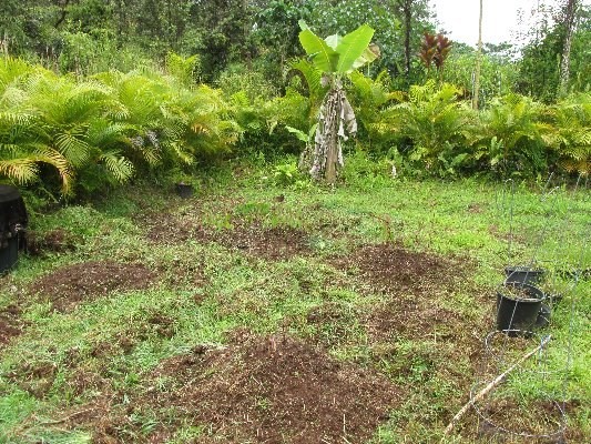 14-3378 Ginger Road Pahoa, HI 96778 - Photo 5 of 21 Gallery Image 5