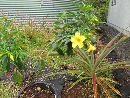 14-3378 Ginger Road Pahoa, HI 96778 - Photo 6 of 21 Gallery Image 6