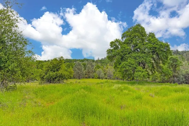 a view of a lush green forest with a houses