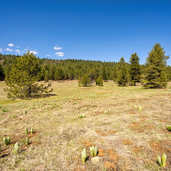 Lot 32 To Be Determined, Unit 32 McCall, ID 83638 - Photo 2 of 2