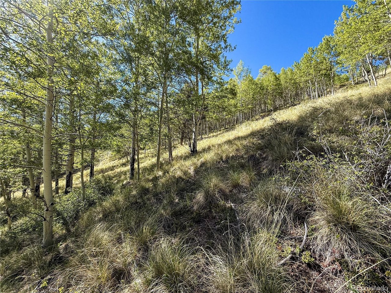 6829 Ryland Road San Luis, CO 81152 - Photo 25 of 28 a view of a forest with a tree