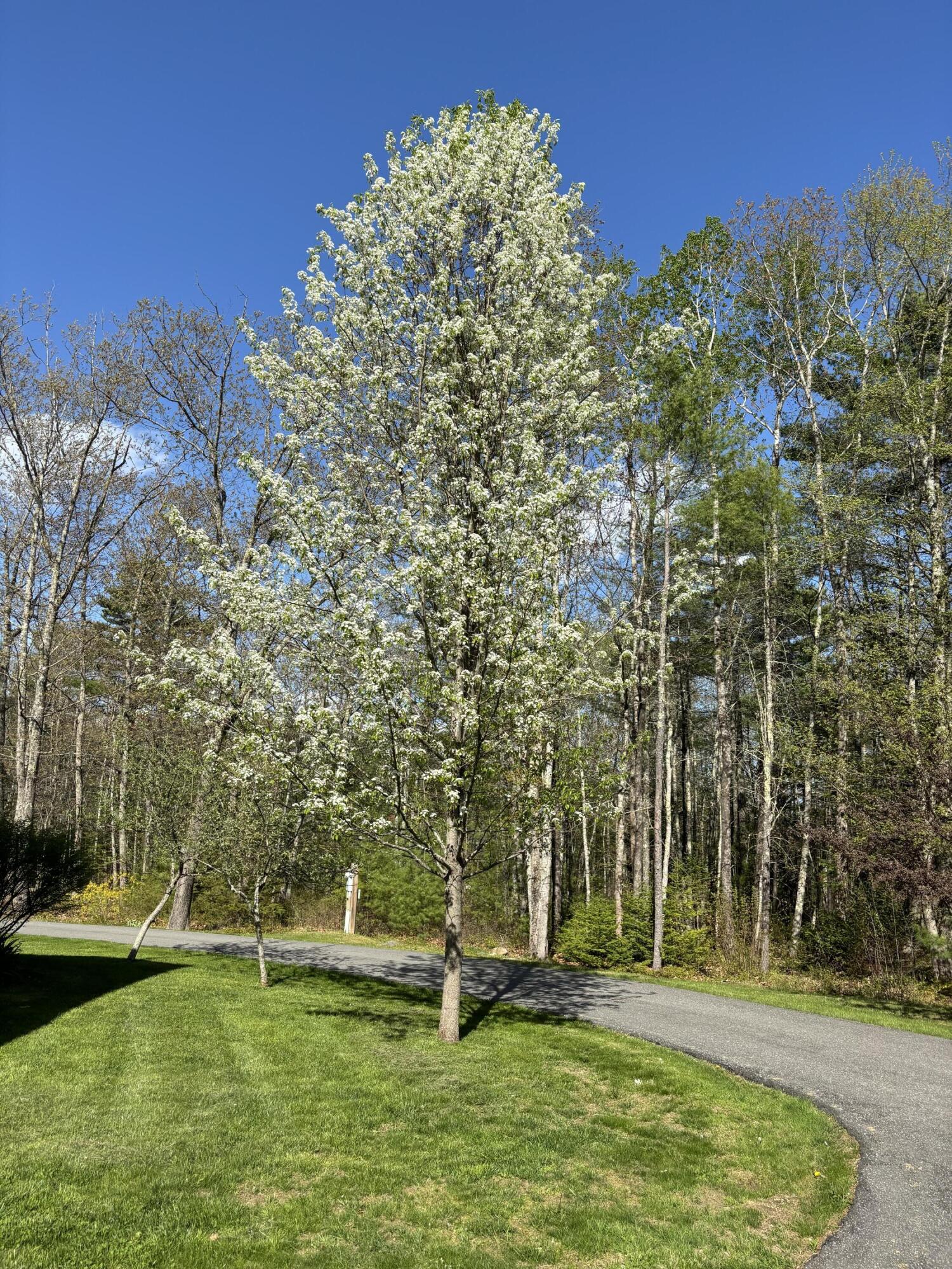 26 Old Nutt Farm Road Rockport, ME 04856 - Photo 100 of 100 IMG_2779