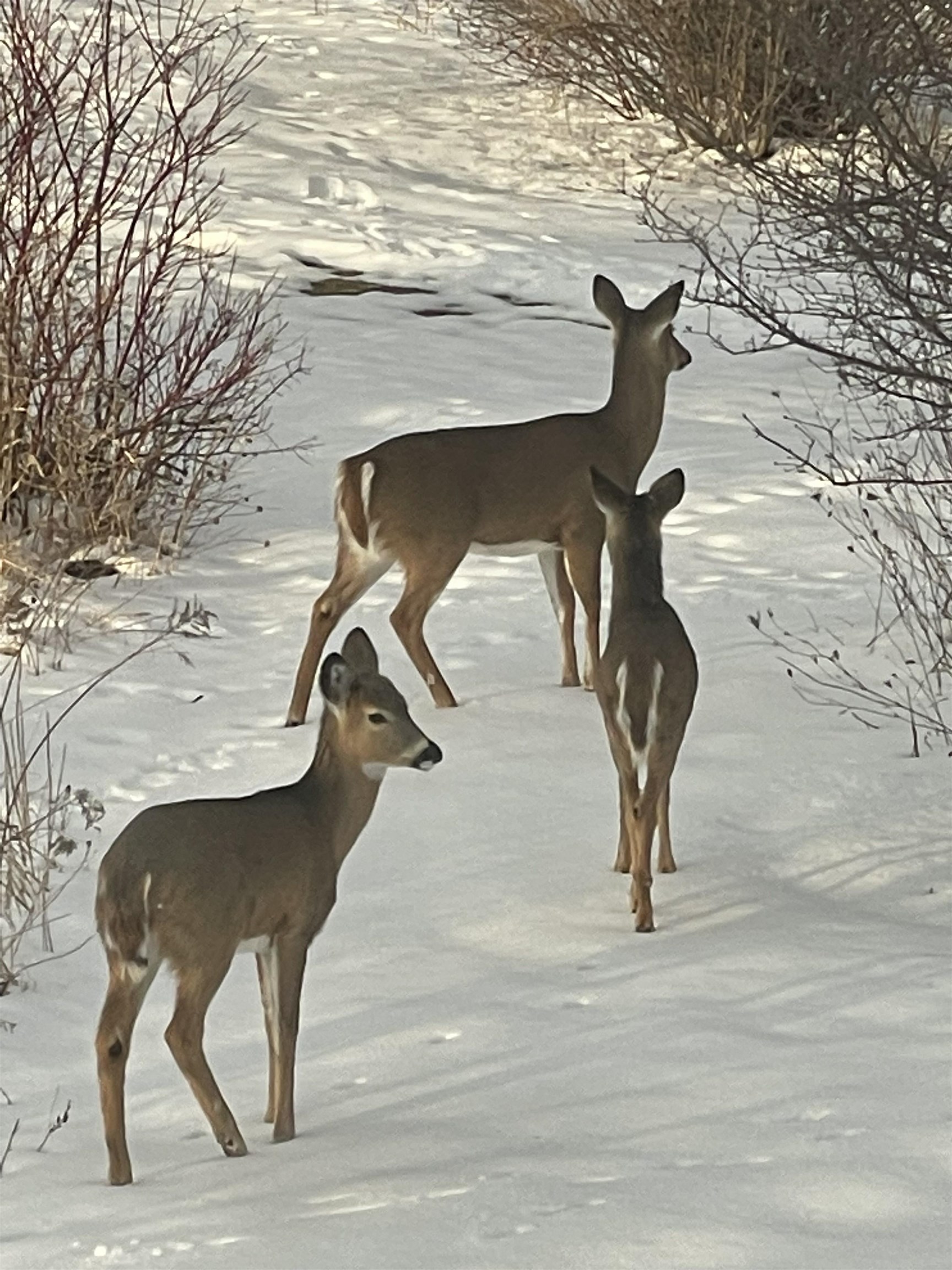 2638 Sweet Sparrow Place Sun Prairie, WI 53590 - Photo 92 of 96