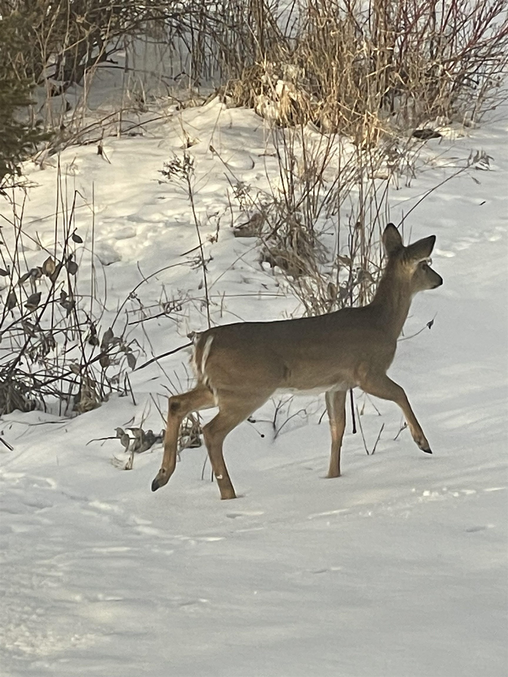 2638 Sweet Sparrow Place Sun Prairie, WI 53590 - Photo 93 of 96