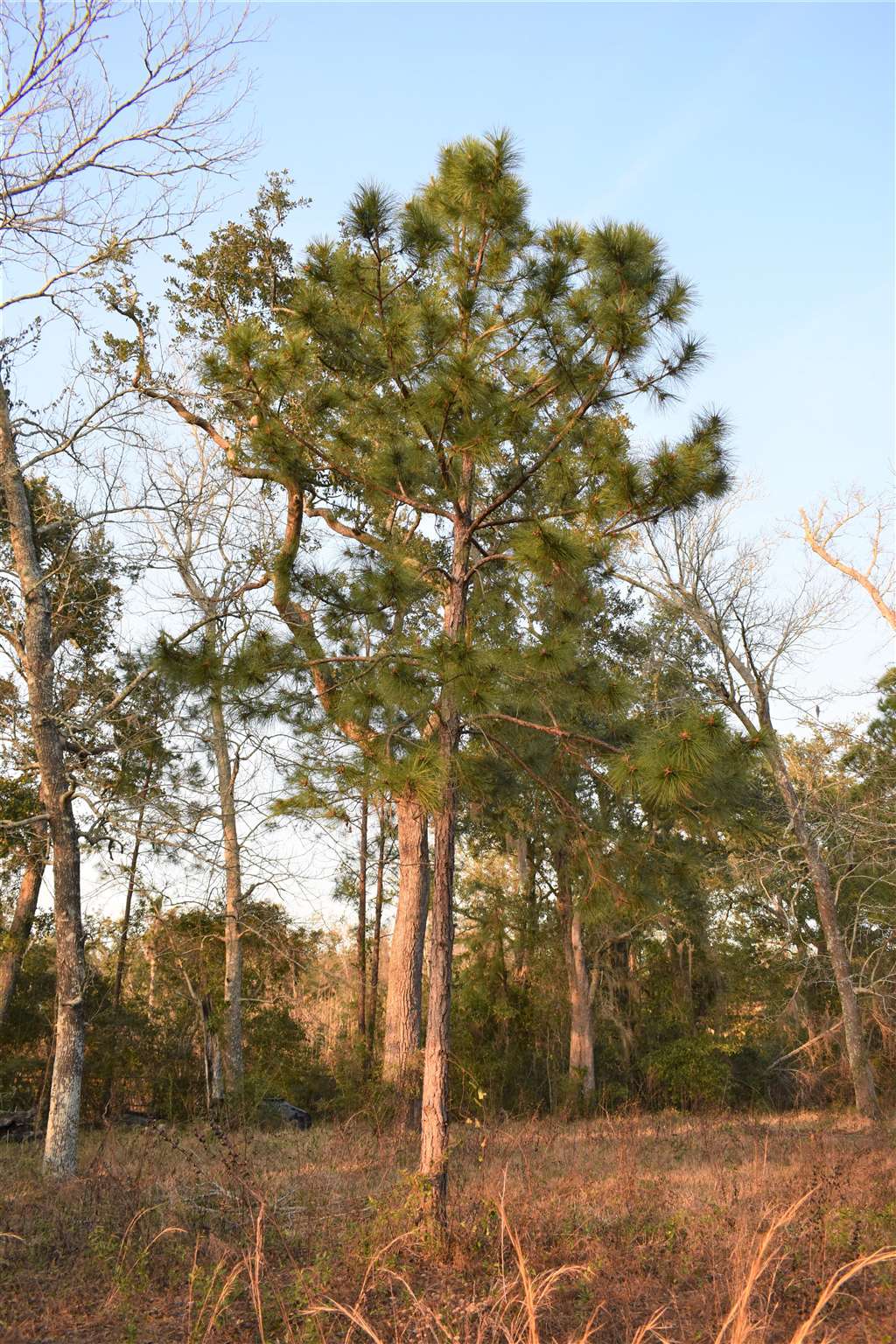 369 Garcon Point Road Milton, FL 32583 - Photo 3 of 19 Gallery Image 3