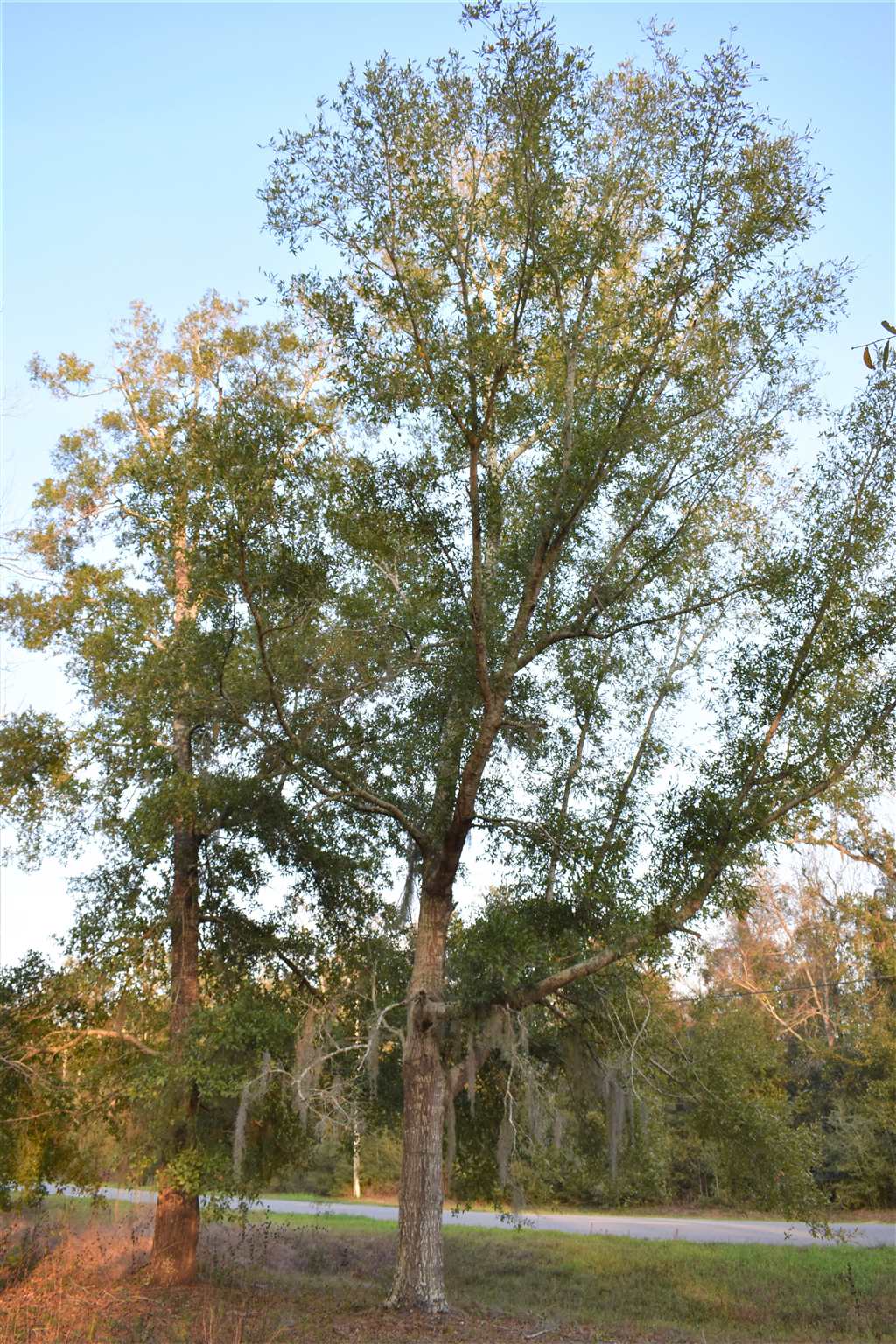 369 Garcon Point Road Milton, FL 32583 - Photo 4 of 19 Gallery Image 4