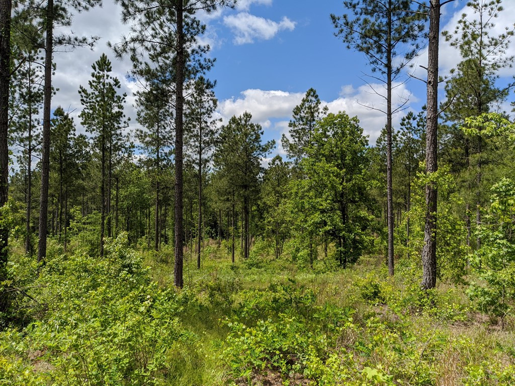 0 Lamkin Road Harlem, GA 30814 - Photo 13 of 15