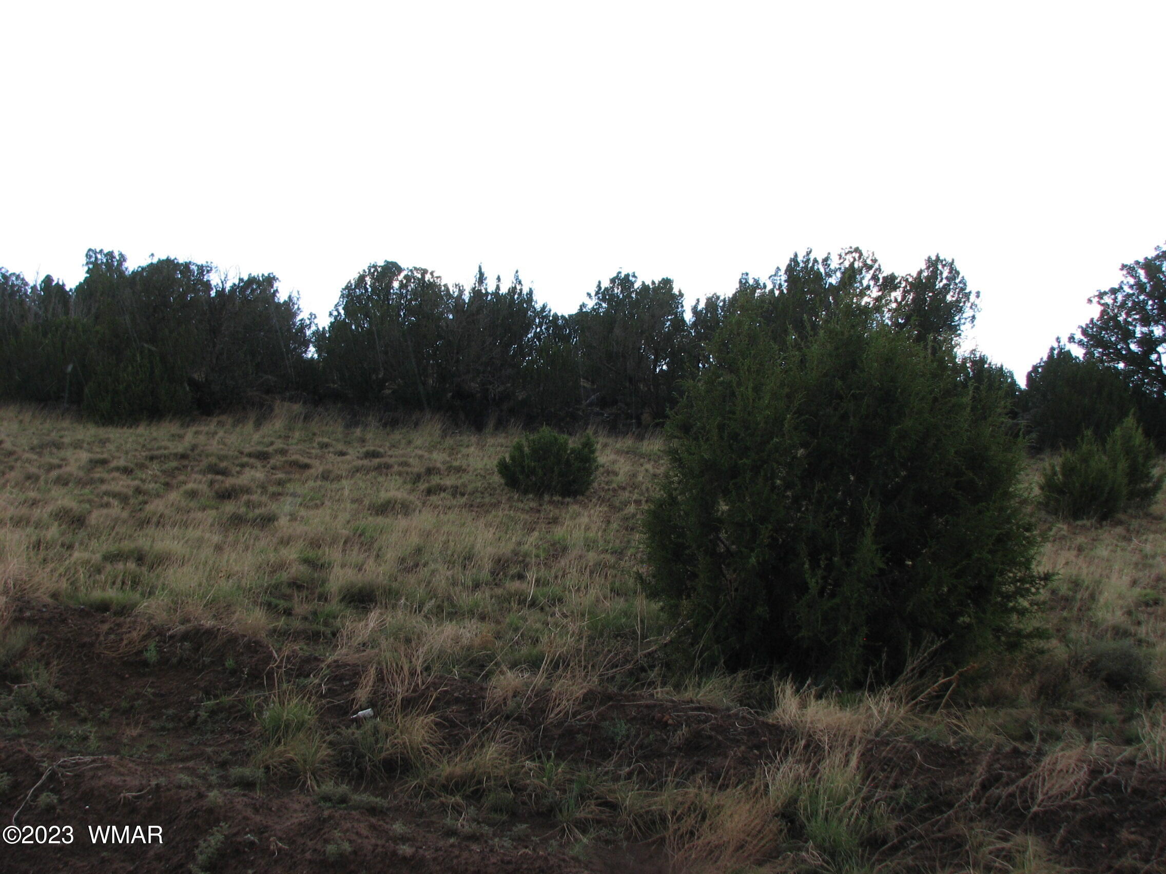 21-23 County Road Concho, AZ 85924 - Photo 2 of 4 a view of a dry yard