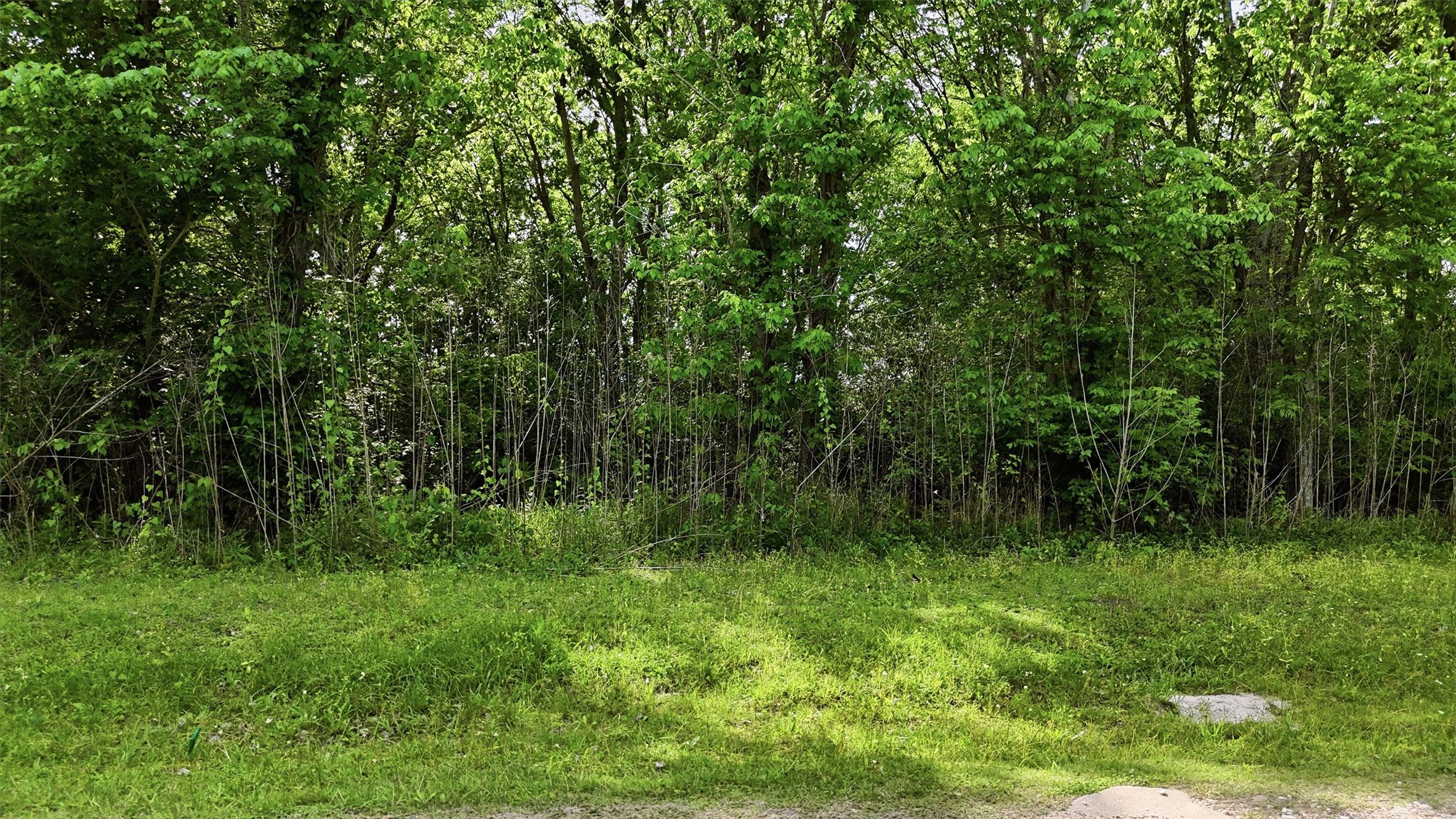 515 Off Spur Navasota, TX 77868 - Photo 4 of 13 a view of a lush green forest