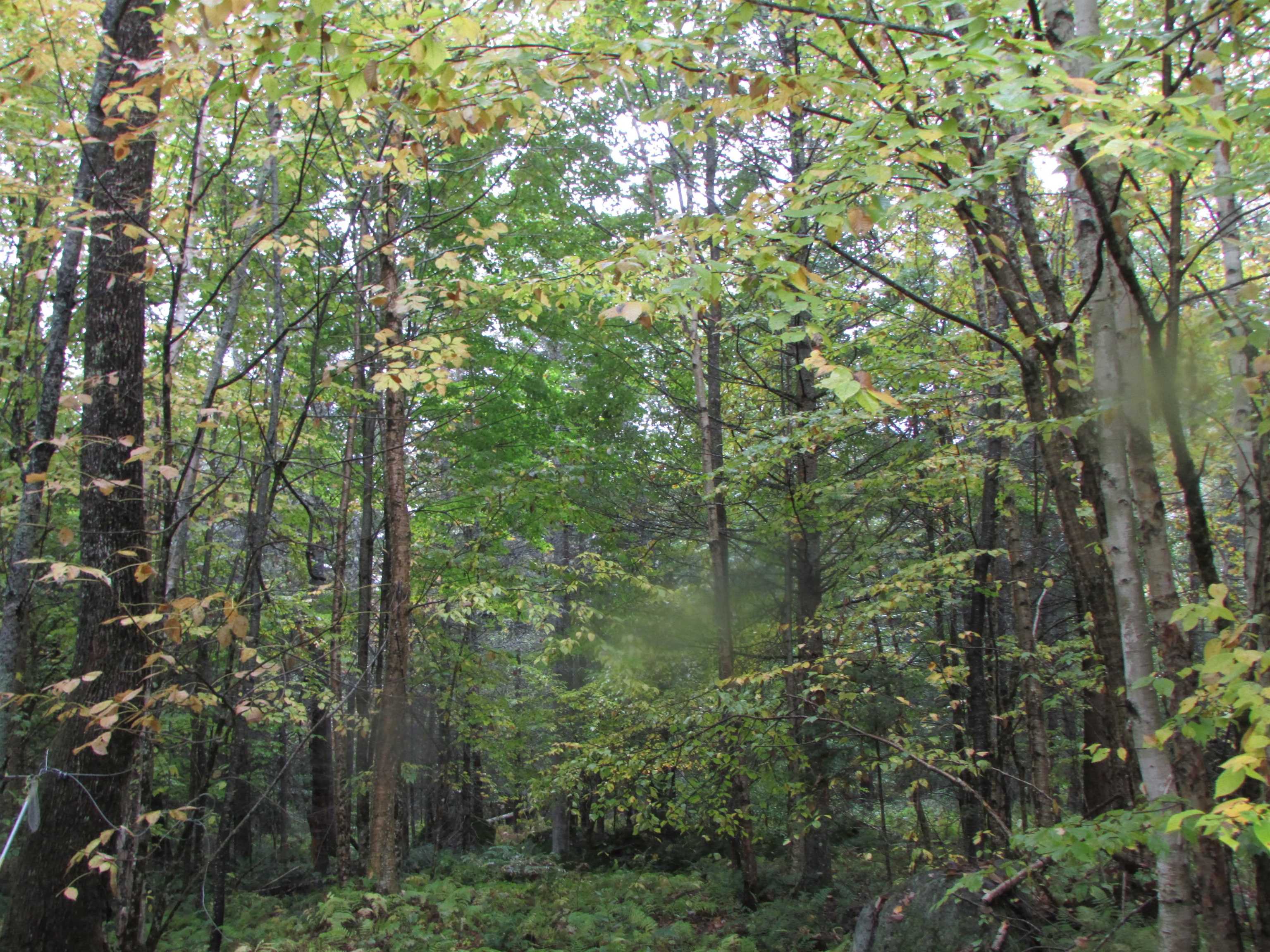 Nichols Pond Road Hardwick, VT 05843 - Photo 11 of 21 Gallery Image 11