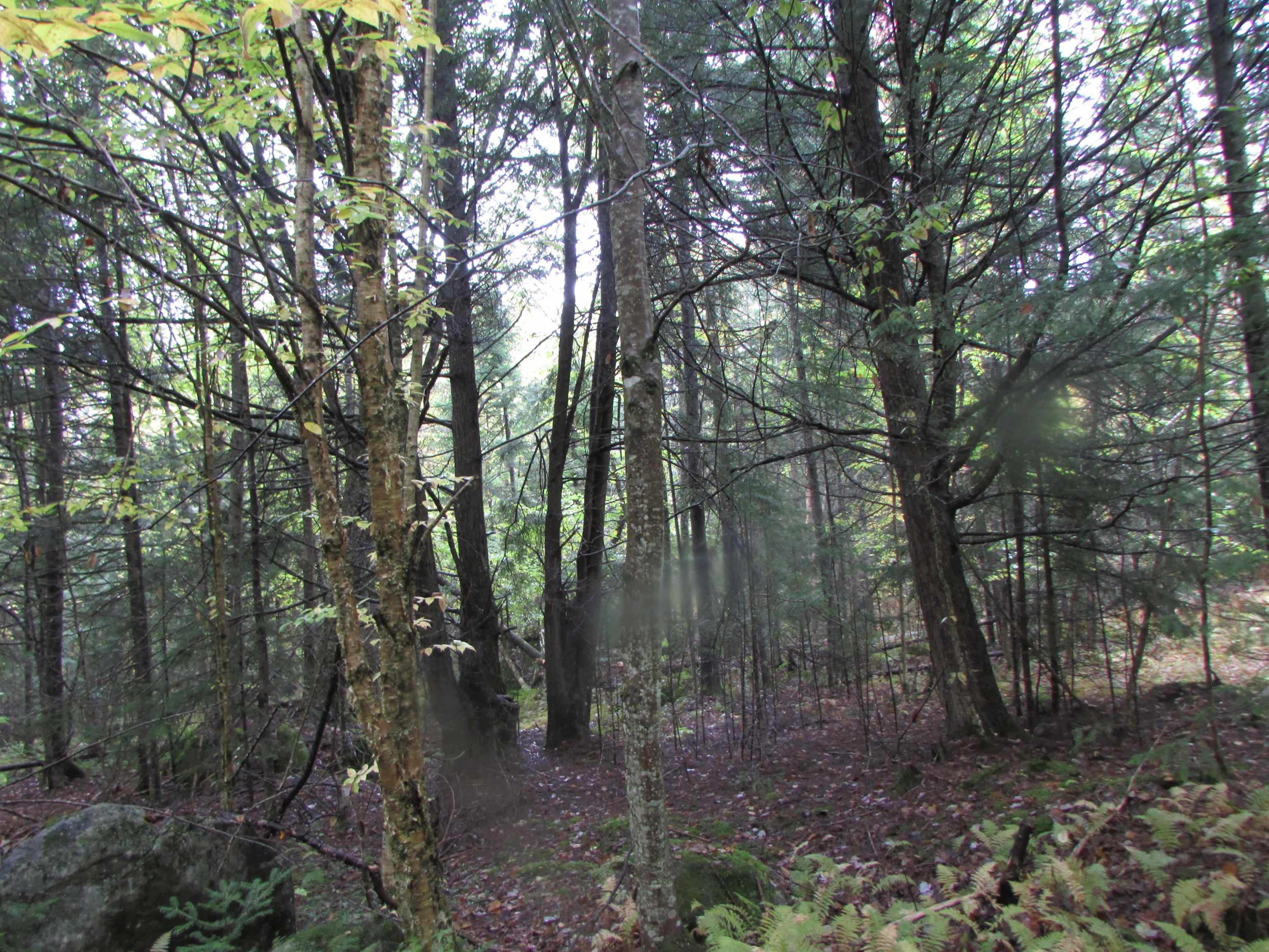 Nichols Pond Road Hardwick, VT 05843 - Photo 17 of 21 Gallery Image 17